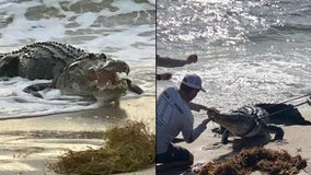WATCH: Massive alligator captured in waves at Florida beach