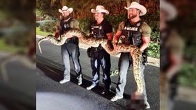 Florida deputies find 14-foot Burmese python lurking in bushes near homes