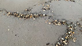 Hurricane Ian destroys turtle eggs that now litter Florida beaches