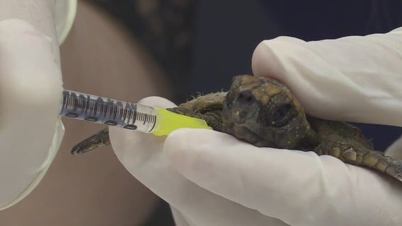 Baby sea turtles rescued from Hurricane Ian receive treatment at Brevard Zoo
