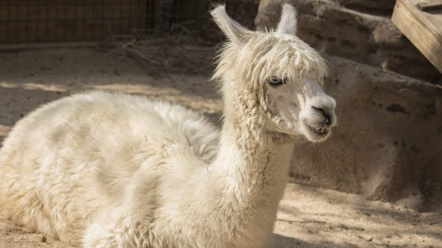 'Casper', beloved alpaca of Brevard Zoo, dies: 'He brought so much joy to so many'