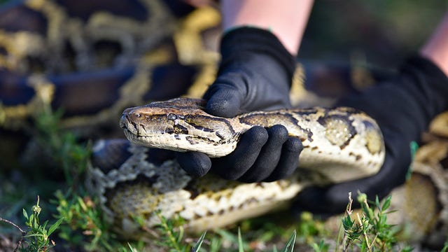 Over 200 python snakes captured in Florida during 2022 Florida Python Challenge