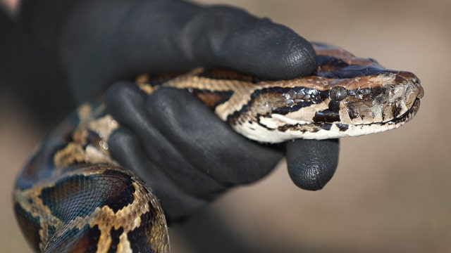 Florida Python Challenge 2023: $10,000 prize to help get rid of invasive snakes in Everglades