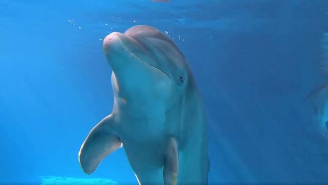 51-year-old dolphin, PJ, at Clearwater Marine Aquarium dies
