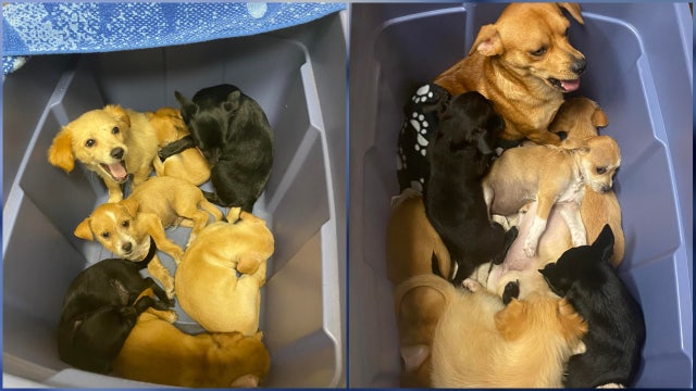 Florida deputies seek info after several puppies abandoned in Flagler County neighborhood