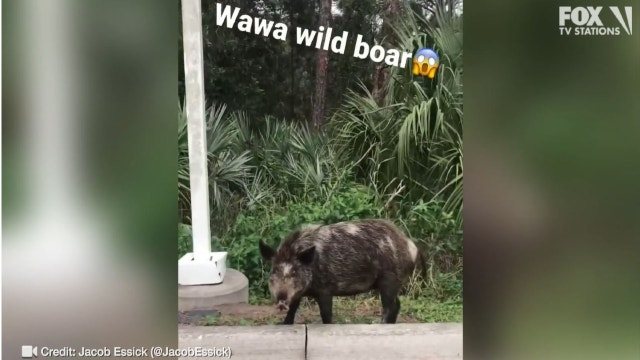 'Wawa wild boar': Man spots wild hog yards away from Florida store