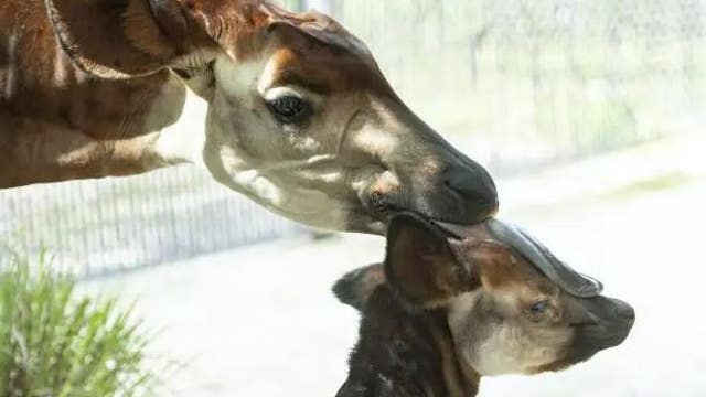 Baby Okapi born at Disney’s Animal Kingdom Lodge