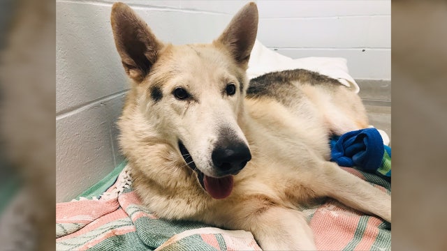 Central Florida shelter looking for owners of lost dog that was attacked by alligator