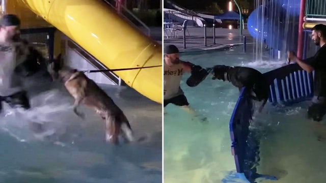 Tampa Bay area police K-9s train at water park to catch bad guys