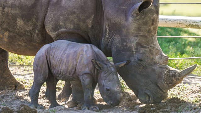 It's a boy! Baby white rhino born at Busch Gardens in Florida