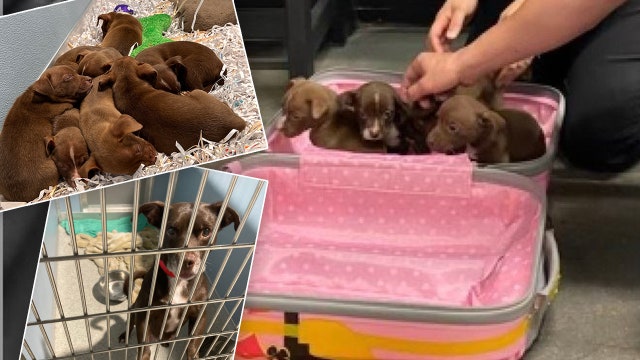 Puppies rescued after being abandoned inside closed suitcase at Tampa vacation rental