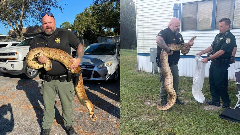 10-foot 'very well fed' boa constrictor found loose in Florida