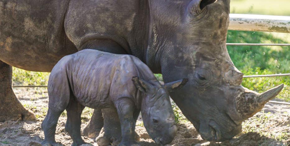 rhino1.jpg?ve=1&tl=1