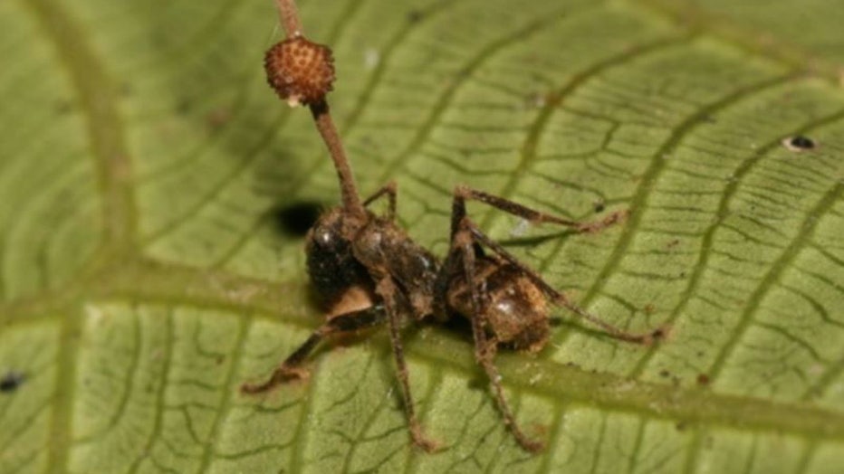 Zombie ant on leaf