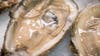 Raw oysters shipped to Florida, possibly contaminated: FDA