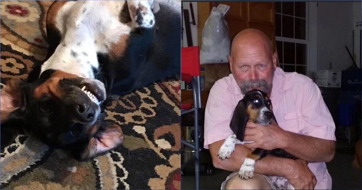 Family dog shot, killed in Lake County yard; Florida owner offering ...