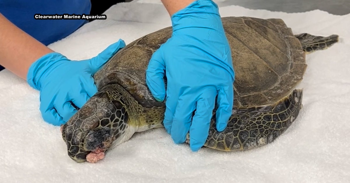 Turtle Puking Sick sea turtle washed up by Nicole now recovering at Clearwater Marine ...
