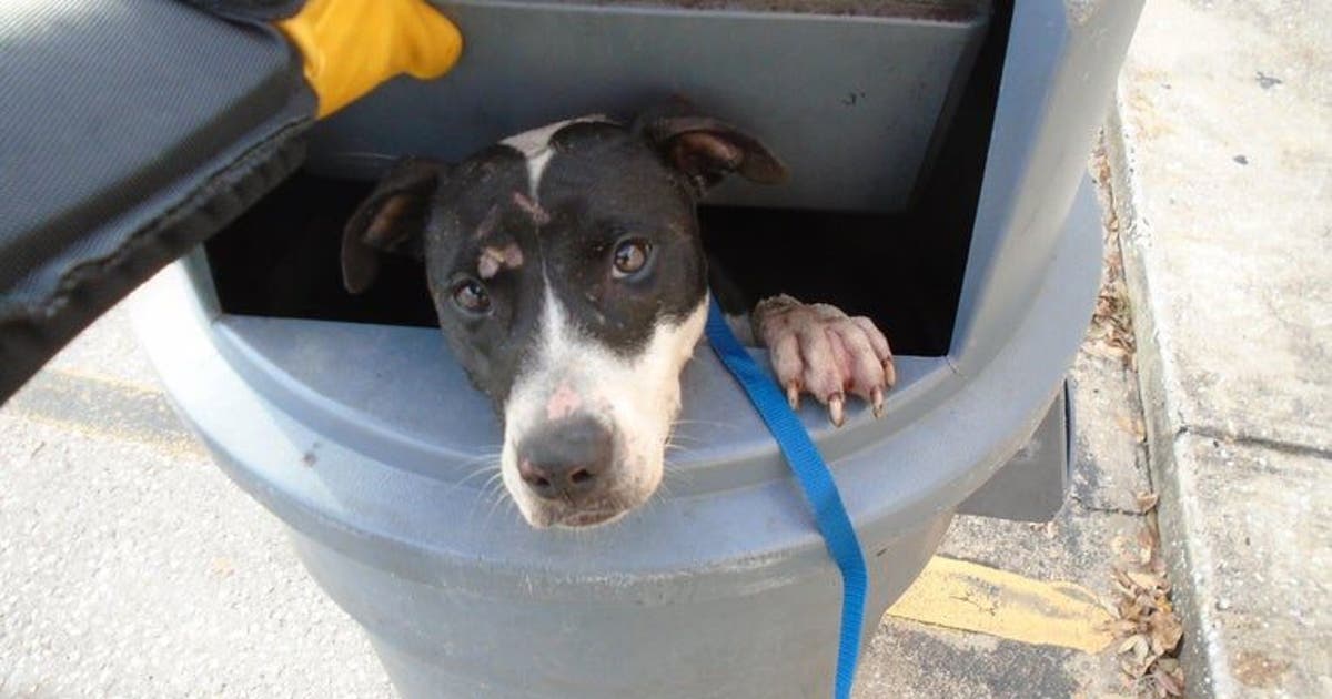 Orlando dog found in trash can looking for home for the holidays | FOX ...