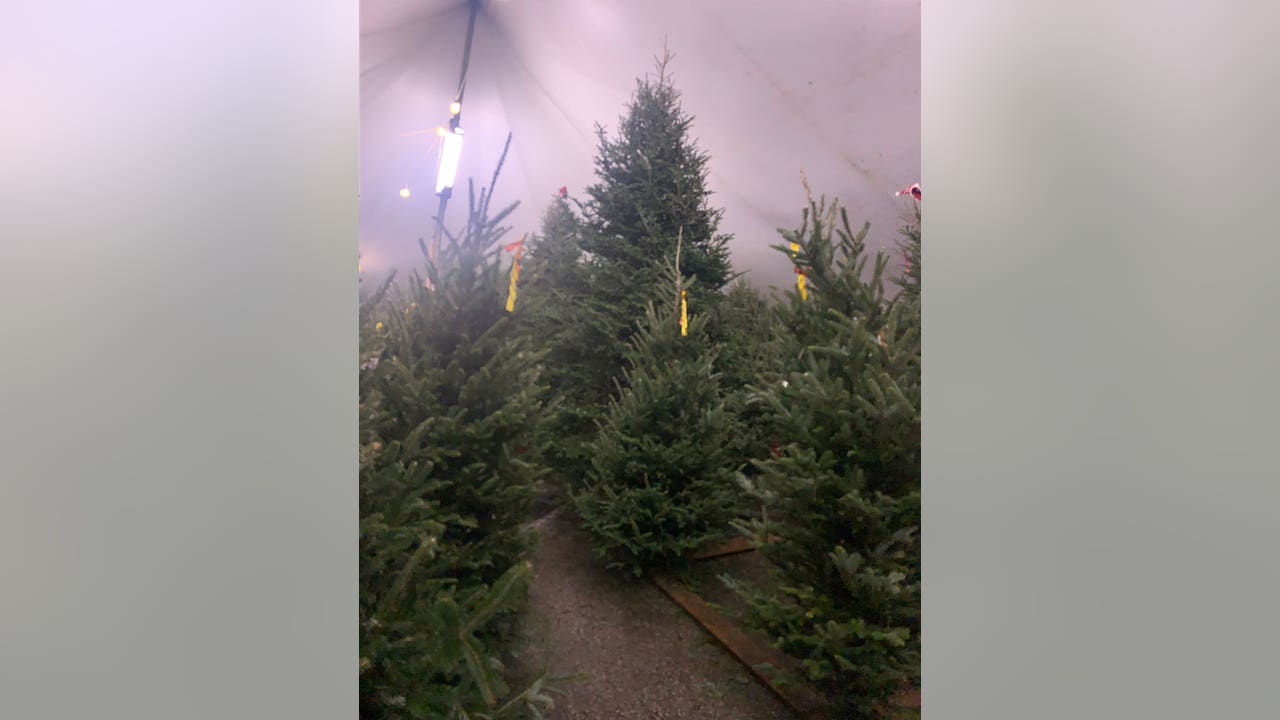 Will Christmas tree prices be going up in Florida?