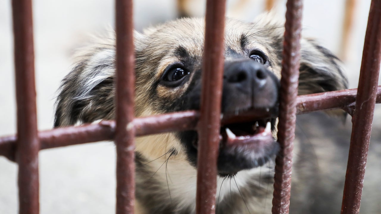 Florida animal shelter no longer taking aggressive dogs, will euthanize