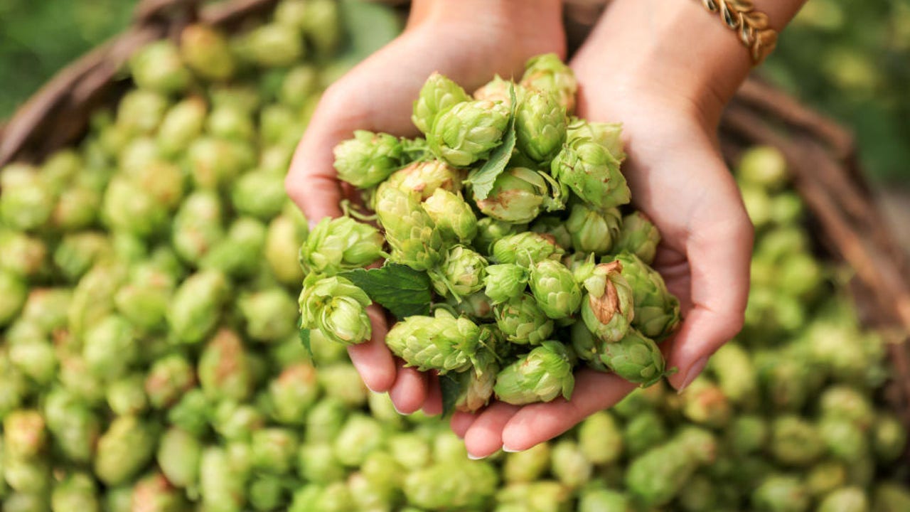 Beer hops compounds may help protect against Alzheimer's, study