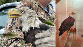 Rescued bald eagle with lead toxicity being treated at University of Florida