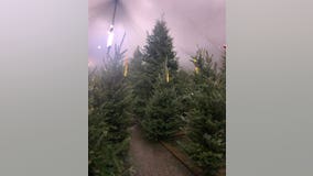 Will Christmas tree prices be going up in Florida?