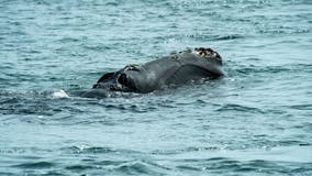 Flight team begins tracking right whales migrating along East Coast
