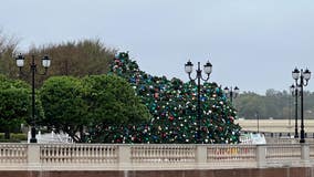 60-foot Christmas tree toppled by Hurricane Nicole at Cranes Roost Park