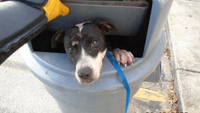 Orlando dog found in trash can looking for home for the holidays