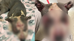 Tennessee authorities search for person who set dog on fire