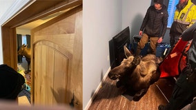 Alaska firefighters rescue baby moose trapped inside home
