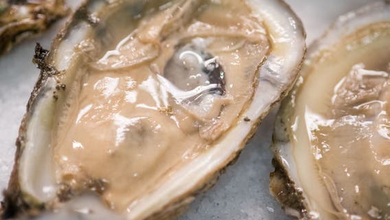 Raw oysters shipped to Florida, possibly contaminated: FDA