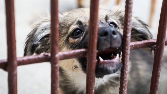 Florida animal shelter no longer taking aggressive dogs, will euthanize instead