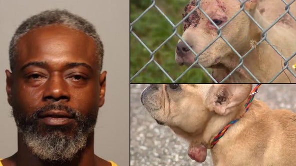Florida man arrested after 4 dogs found dead, 38 rescued from 'inhumane' conditions