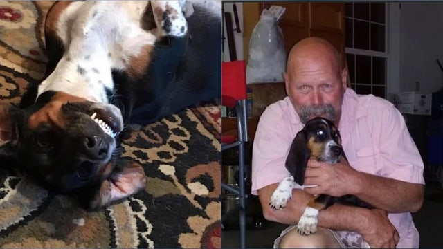 Family dog shot, killed in Lake County yard; Florida owner offering reward