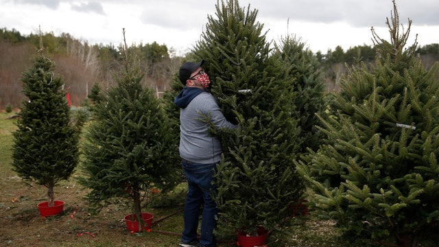 Here's where you can get a fresh Christmas tree in Florida