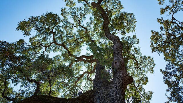 Florida man crushed to death by large tree limb in DeLand