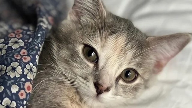 Kitten stolen from Eden Prairie PetSmart, owners plead ‘bring him back’