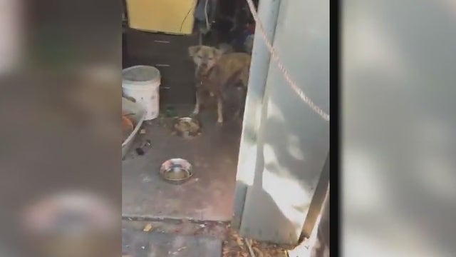 Dog struggles to survive after homeowner abandons house left in deplorable condition, neighbors say