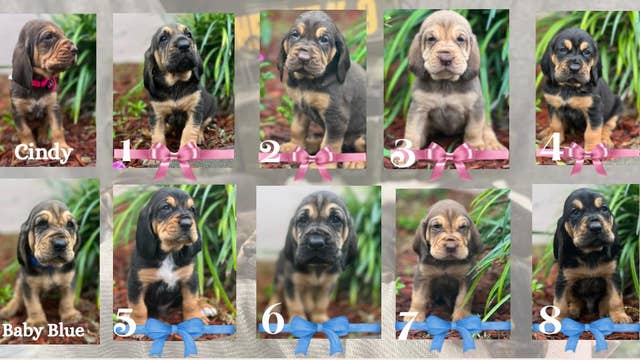 Help name Brevard County's new crimefighting K-9 puppies