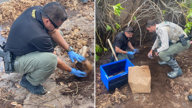 Hurricane Nicole unearths possible burial ground on Florida beach; multiple human remains found, sheriff says