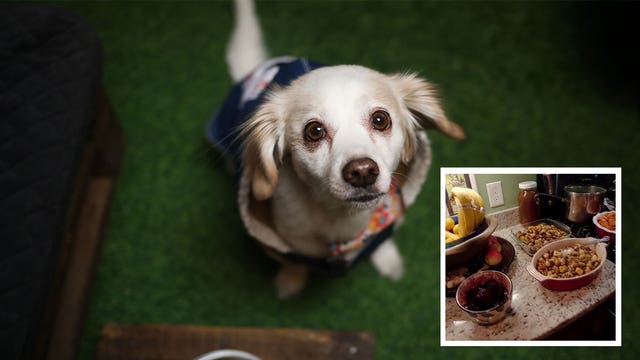 What foods are safe for pets to eat during holidays?