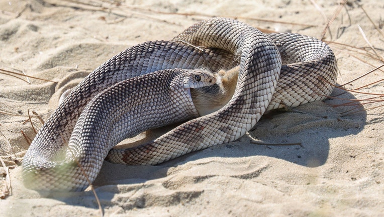 florida pine snake eats rabbit