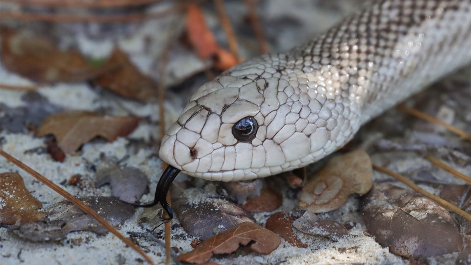 florida-pine-snake-fwc.jpg