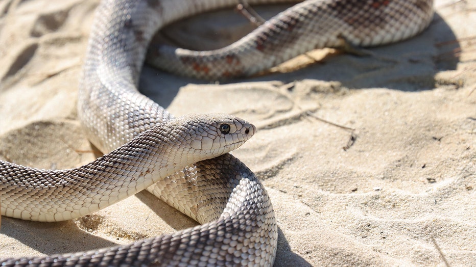 florida-pine-snake.jpg