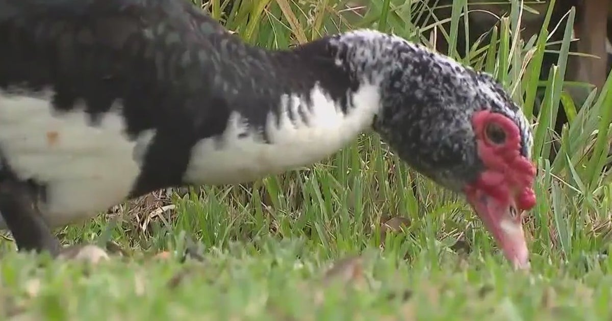 'They are a nuisance': Florida city votes to remove invasive ducks ...