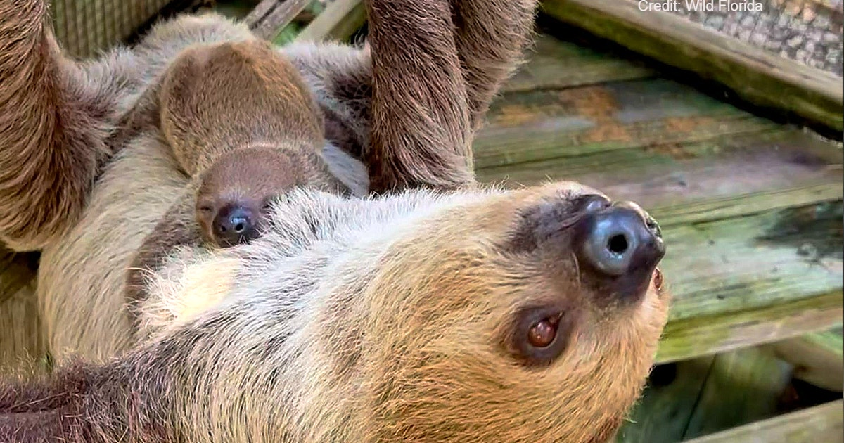 ザ ラムトレイル ワイルドライフ「Baby Sloths」 Wild Florida welcomes new baby sloth 'Banana' | FOX 35 Orlando