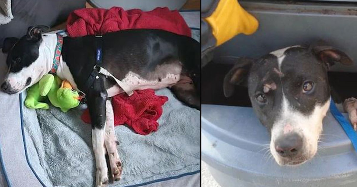Dog found in garbage can in Orlando gets adopted | FOX 35 Orlando