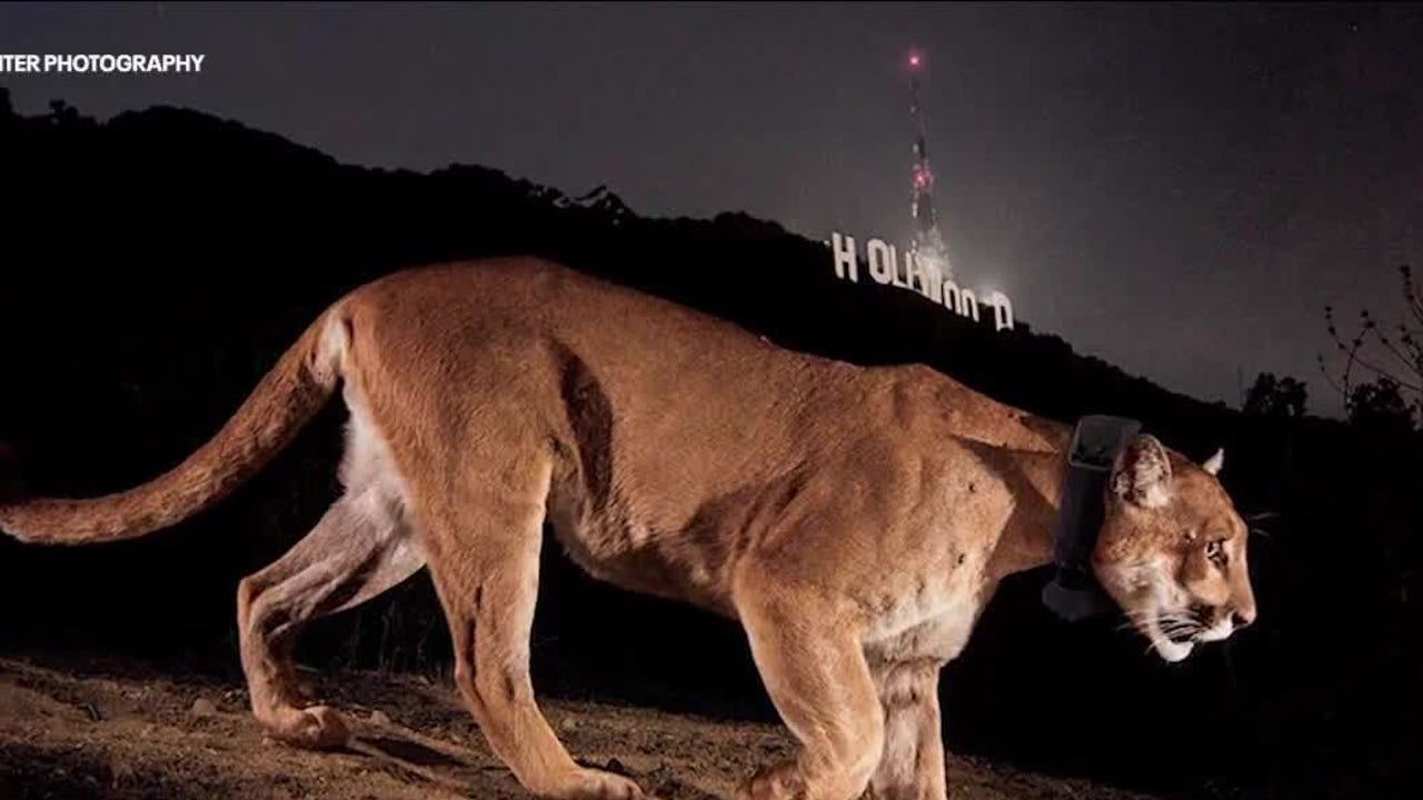P-22, LA's famous mountain lion, remembered at memorial hike at Griffith Park - Vimarsana News
